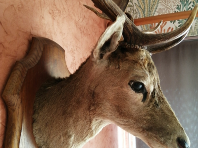Tête de Daim adulte