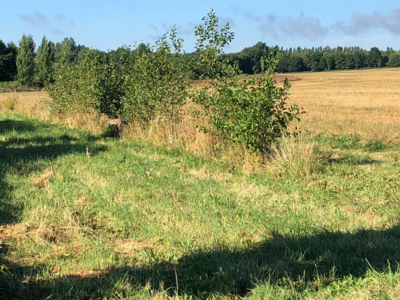 A Louer Territoire de Chasse à 1h30 de Paris – Perche, 190 ha de plaine, étang & pavillon, sans massif forestier.
