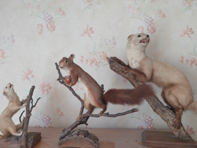 vends 3 trophées de chasse de 1960
