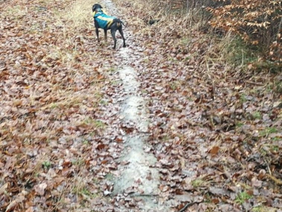 Novembre 2026. Chasse en battue en République tchèque.