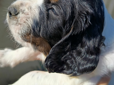 Chiots springer Spaniel English