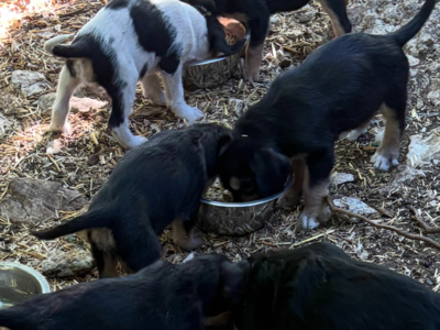chiots femelle griffon