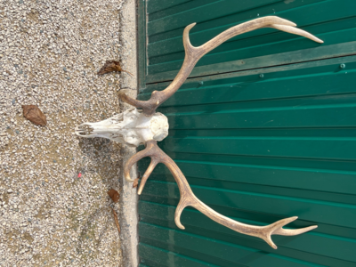 Strophe de chasse