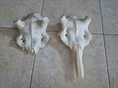 2 crane de cerf pour mues