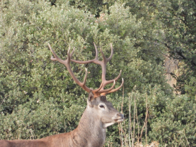 Monteria Castilla la mancha