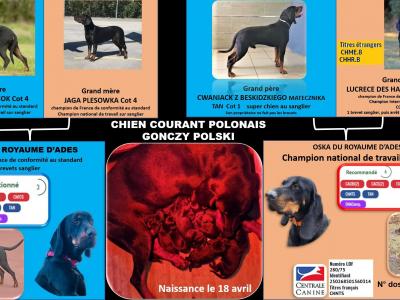A RETENIR CHIOTS CHIEN COURANT POLONAIS (GONCZY POLSKI)