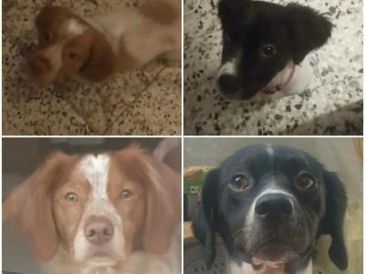 Chiots épagneuls bretons non lof disponible