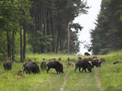 Recherche territoire de chasse
