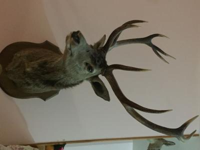 Cerf