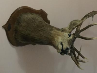 Cerf