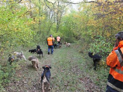 Recherche postés et traqueurs (petits chiens)