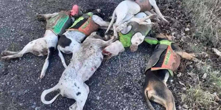Affaire des 7 chiens de chasse abattus, le procès s'ouvre demain