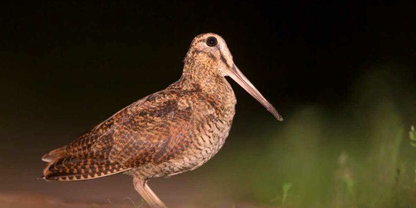 Croule ou passée : ne confondons pas tout en parlant de la bécasse !