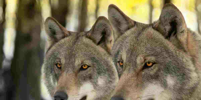 "Italie : 18 animaux empoisonnés dont des loups dans le parc des Abruzzes"