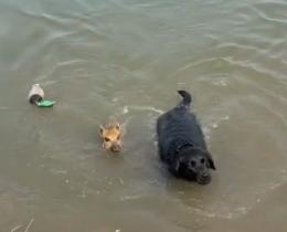 [Vidéo] Un marcassin croisé avec un labrador ?