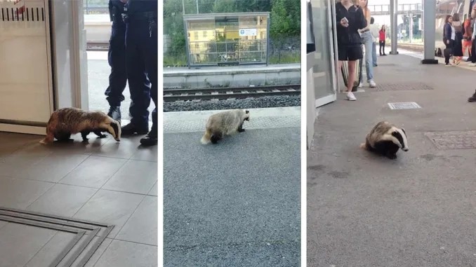 Montbéliard : un blaireau en goguette s’invite à la gare