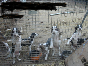 recherche drand Anglo