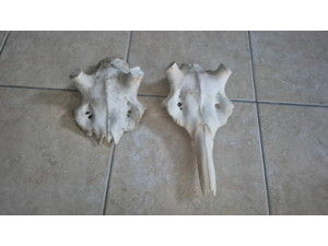 2 crane de cerf pour mues