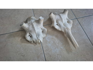 2 crane de cerf pour mues
