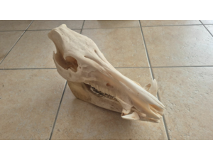 crane de sanglier