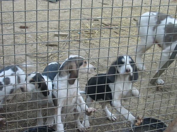 recherche drand Anglo