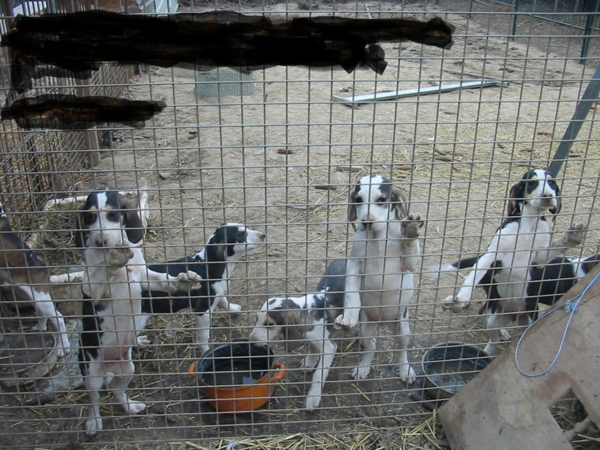 recherche drand Anglo