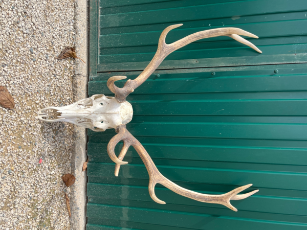 Strophe de chasse