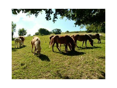 Location pour chasse terrain de 62 hectares