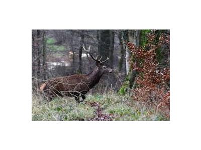 Actions de chasse gros gibiers